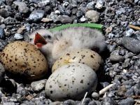 Ada Martıları yok olmaktan kurtuldu