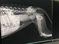 Karaköy'de köpeğe işkence