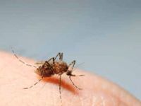 Lassa sıtmasında ölü sayısı 32'ye yükseldi