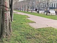 Maçka Parkı'ndaki ağaçlar Sarıyer’e taşınacak