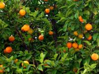 Narenciye Üreticileri Birliği’nden üreticilere yönelik seminer