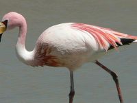 Filamingoların sayısı azaldı