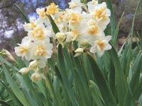 “Nergis toplanması ve satışı suç, cezası asgari ücretin iki katı…”