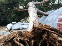40 yıllık çam ağacı, fırtınaya dayanamadı