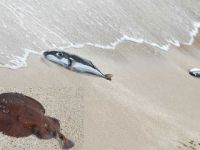 Ölü balıklar kıyıya vurdu