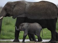 Kaçak avcılar Mozambik'te 'altı yılda 11 bin fil öldürdü'