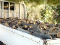 Ormancılar, kaçak ağaç kesimine karşı caydırı ceza talep etti