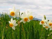 Ortak nergis etkinliği düzenleniyor