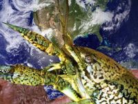 Mutant kerevit dünyayı istila ediyor!