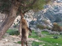 Tilkiyi öldürüp ağaca astılar