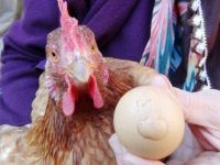 Mersin'de üzerinde 1 yazan yumurtayı bin liradan satışa çıkardılar