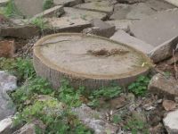 Kaldırım bahanesi ile palmiye ağaçları kesildi