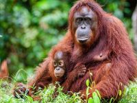 Sumatra orangutanları için 9 yapay ada oluşturuldu
