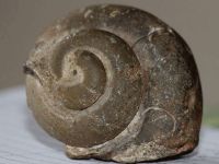 Şebinkarahisar’da 65 milyon yıllık ammonit fosili bulundu