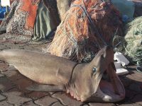 Marmara'da köpek balığı yakalandı