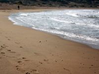 Sahile büyükbaş hayvan vurdu