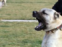 Kangallar Afrin için hazırlanıyor