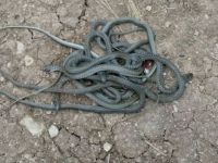 Mardin'de yılanlar köylülerin korkulu rüyası oldu