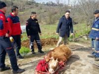 Kayalıkların arasından kurtarılan danayı sedyeyle taşıdılar