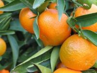 Rutin denetim değil, belli noktalar incelendi