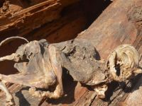 Ağaç kovuğundaki esrarengiz kalıntının sırrı çözüldü