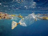 Kaplumbağalar kirlilikten ölüyor!