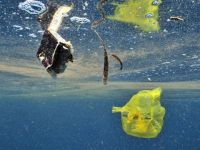 ABD'de çevreye zarar için rekor tazminat