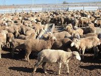 DÜÇ Yarın damızlık hayvan satışı yapacak