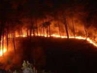 Orman yangını aşırı sıcaklardan çıkmamış