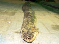 Şarköy'de 3 metre 20 santimlik yılan ölüsü bulundu