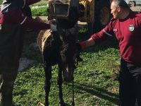 Yavru eşek, başarılı bir operasyonla kurtarıldı
