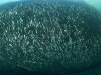 Hamsi Karadeniz'de doğal ortamında görüntülendi