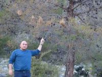 Muhtarın “yeşil” isyanı