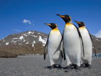 Küresel ısınma kral penguenleri de tehdit ediyor
