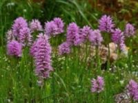 Lefke’deki 8. Geleneksel Orkide Vadisi Yürüyüşü Pazar günü