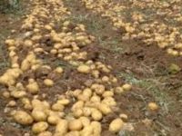 İlkbahar patates ekimi yapılan araziler yarına kadar genel tarım sigortası fonu’na beyan edilmeli