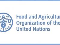 FAO'dan Afrika'nin Güneyinde gıda güvencesizliği uyarısı