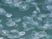 Denizanaları büyük sorun