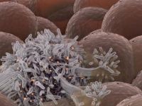 Kanser tedavisinde DNA nanorobotları devrede