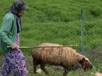 86 yaşında, sınırın sıfır noktasında çobanlık yapıyor