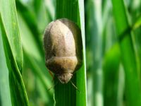 Hububat alanlarında 51 hastalık ve 28 zararlı böcek tespit edildi