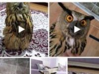 Baykuşu sosyal medyada satışa çıkardı