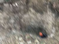 Kangal Özel İdare Müdürü gözaltına alındı