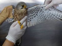 Vücutlarından saçma çıktı