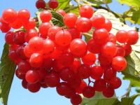 Böbrek taşının düşmanı Gilaburu!