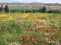 Bahar geldi, doğa renklendi