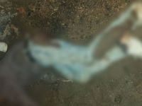 Kars'ta çamura atılmış ceset bulundu