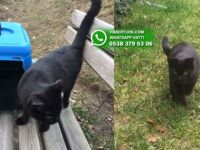 Ankara'da kaybolan Paşa isimli kedi her yerde aranıyor