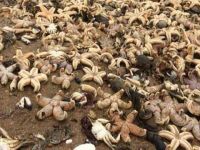 Kıyamet manzarası... Sahile on binlerce deniz canlısı vurdu