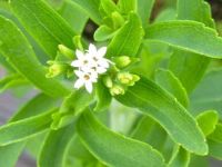 O hastalığa şifa arayanlar